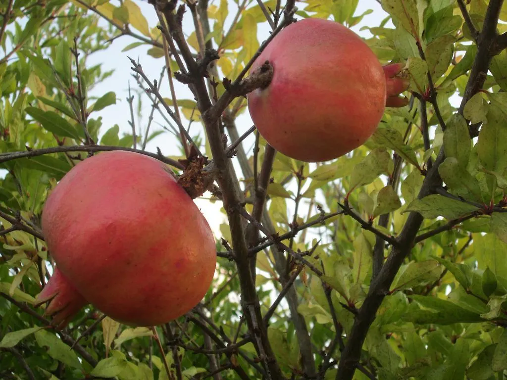 Appartamento Le Palme Siniscola 0*,  Italia