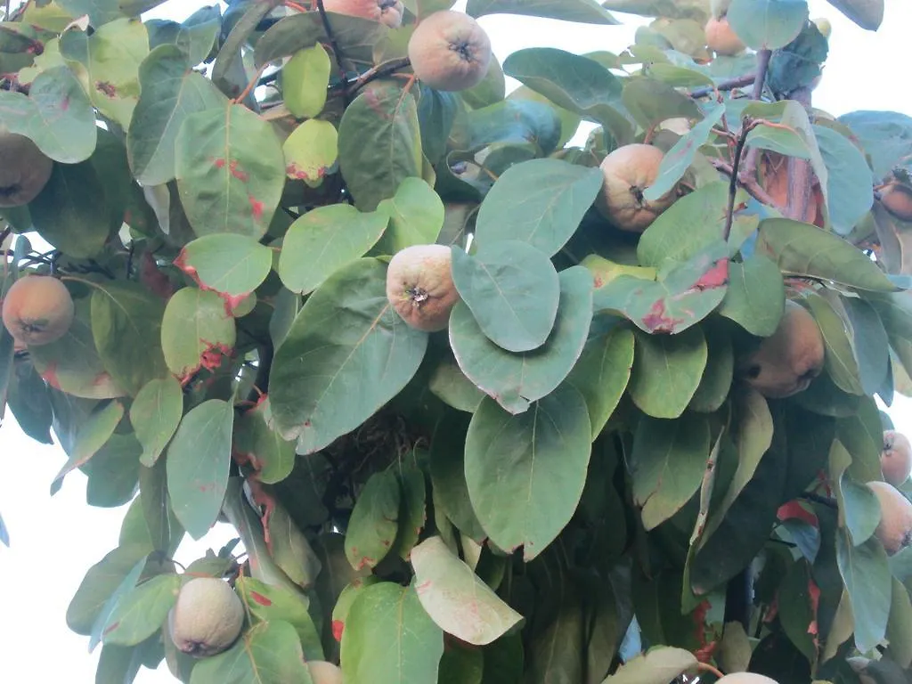 Appartamento Le Palme Siniscola 0*,