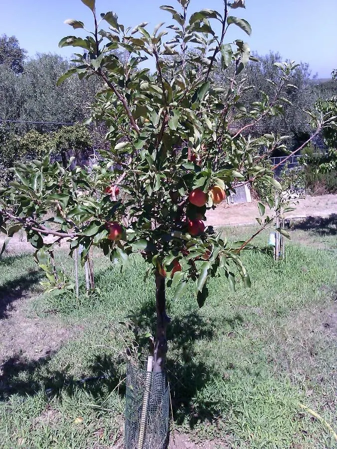 Appartamento Le Palme Siniscola